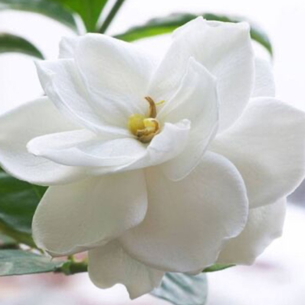 GARDENIA Scented Homemade luxury Bubbly Bath Soap - Picture 8 of 8